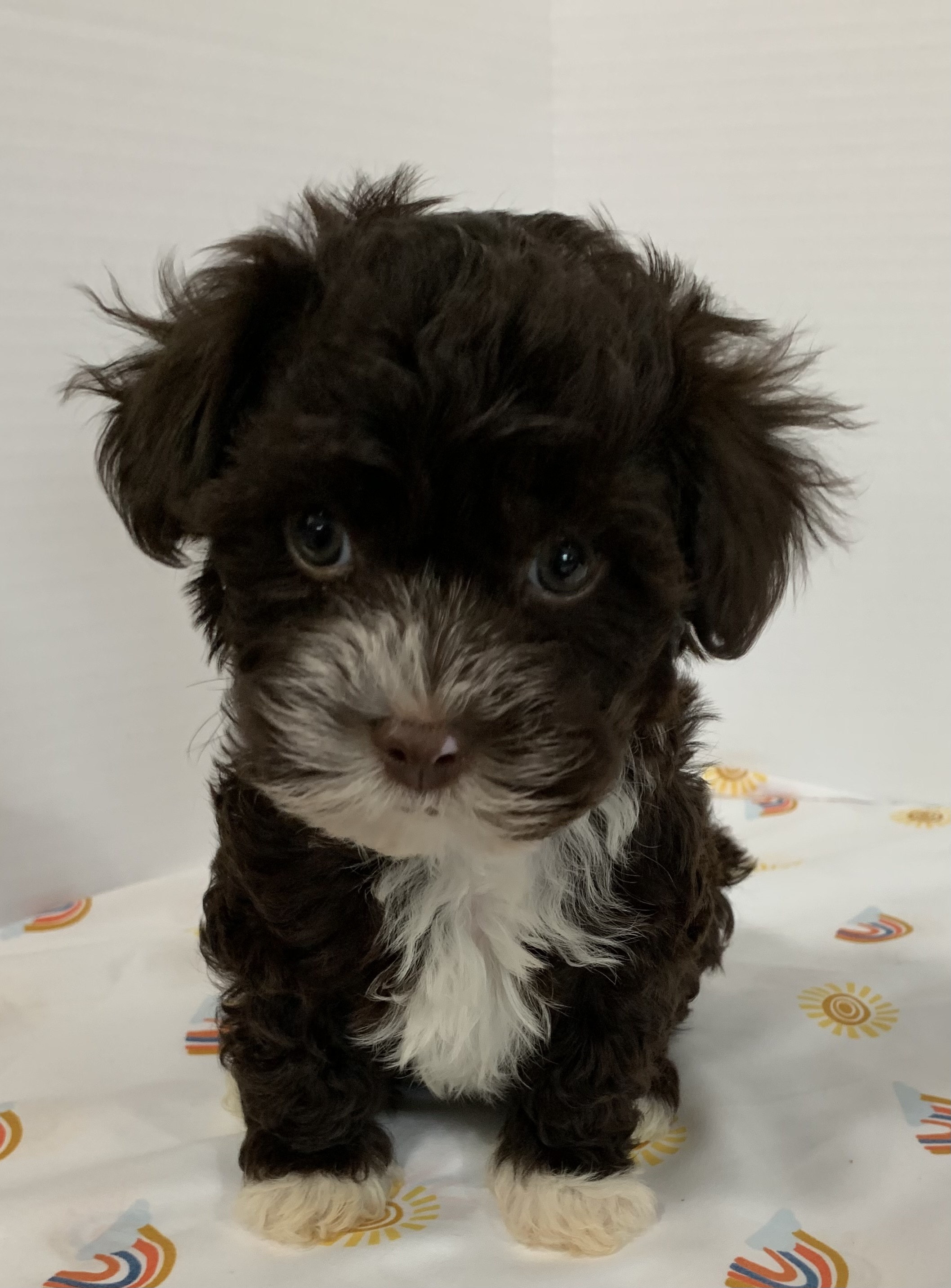 puppy, for, sale, Havanese, Debra K Lott, dog, breeder, Merit, TX, dog-breeder, puppy-for-sale, forsale, nearby, find, puppyfind, locator, puppylocator, aca